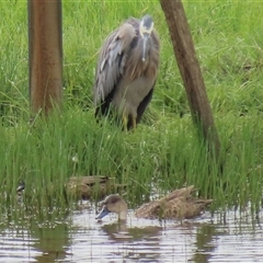 Anas gracilis at Dry Plain, NSW - 29 Dec 2023 04:30 PM