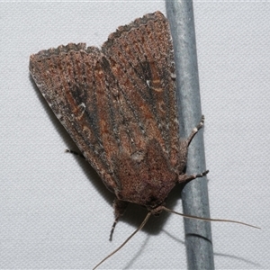 Dasygaster padockina at Freshwater Creek, VIC - 15 Apr 2020 09:45 PM