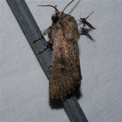 Dasygaster padockina (Tasmanian Cutworm) at Freshwater Creek, VIC - 15 Apr 2020 by WendyEM