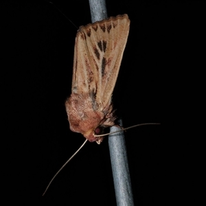 Hadenini (tribe) Sp.1. (MoV, Part 9) at Freshwater Creek, VIC - 15 Apr 2020 09:07 PM