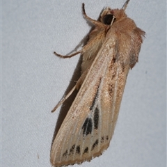 Hadenini (tribe) Sp.1. (MoV, Part 9) (A Noctuid moth (Hadeninae) at Freshwater Creek, VIC - 15 Apr 2020 by WendyEM