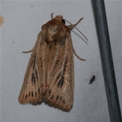 Hadenini (tribe) Sp.1. (MoV, Part 9) (A Noctuid moth (Hadeninae) at Freshwater Creek, VIC - 15 Apr 2020 by WendyEM