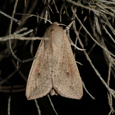 Mythimna (Pseudaletia) convecta (Common Armyworm) at Freshwater Creek, VIC - 15 Apr 2020 by WendyEM