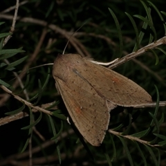 Mythimna (Pseudaletia) convecta at Freshwater Creek, VIC - 15 Apr 2020 by WendyEM