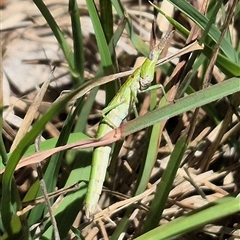 Keyacris scurra at Tarago, NSW - 12 Dec 2024 by clarehoneydove