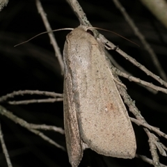 Mythimna (Pseudaletia) convecta (Common Armyworm) at Freshwater Creek, VIC - 15 Apr 2020 by WendyEM