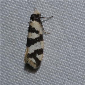 Lepidoscia characota at Freshwater Creek, VIC - 15 Apr 2020 09:43 PM
