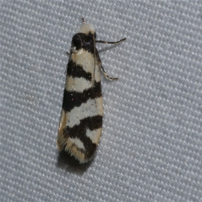 Lepidoscia characota (A Case moth (Psychidae) at Freshwater Creek, VIC - 15 Apr 2020 by WendyEM