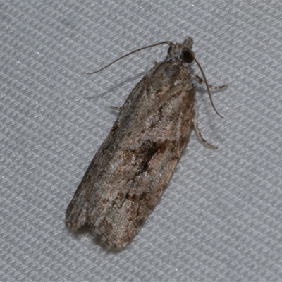 Thrincophora inconcisana (A Tortricid moth) at Freshwater Creek, VIC - 15 Apr 2020 by WendyEM