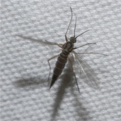 Nematocera sp. (suborder) at Freshwater Creek, VIC - 15 Apr 2020 by WendyEM