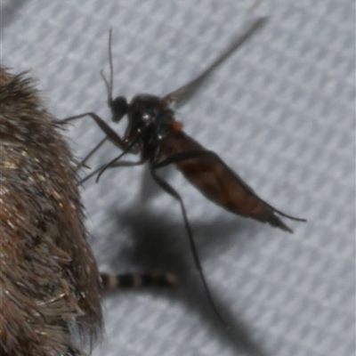 Sciaroidea sp. (Superfamily) (A fungus gnat or gall midge) at Freshwater Creek, VIC - 15 Apr 2020 by WendyEM