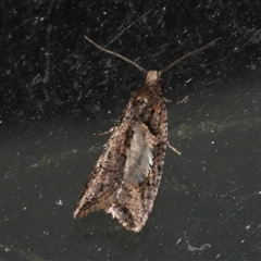 Capua dura (A Tortricid moth) at Freshwater Creek, VIC - 17 Apr 2020 by WendyEM