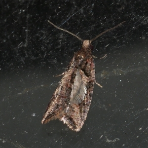 Capua dura at Freshwater Creek, VIC - 18 Apr 2020