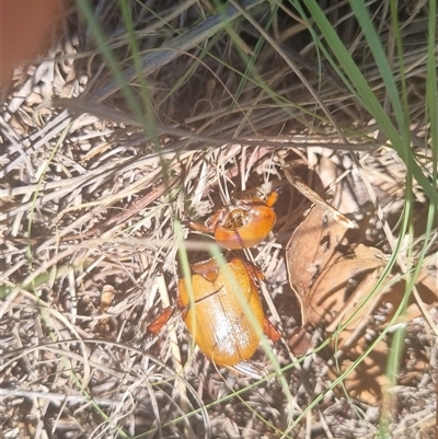 Anoplognathus sp. (genus) (Unidentified Christmas beetle) at Gordon, ACT - 12 Dec 2024 by pixelnips