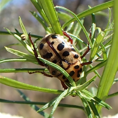 Neorrhina punctata (Spotted flower chafer) at Cook, ACT - 10 Dec 2024 by CathB