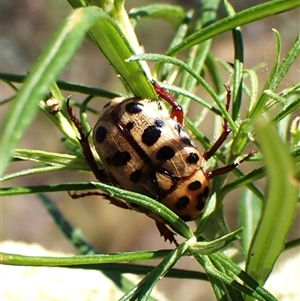 Neorrhina punctatum at Cook, ACT - 11 Dec 2024 10:16 AM