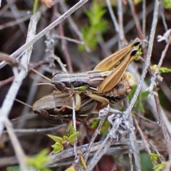 Brachyexarna lobipennis at Cook, ACT - 10 Dec 2024 by CathB