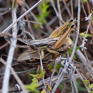 Brachyexarna lobipennis at Cook, ACT - 11 Dec 2024 10:14 AM