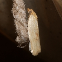 Epiphyas caryotis (A Tortricid moth) at Freshwater Creek, VIC - 18 Apr 2020 by WendyEM