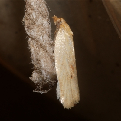 Epiphyas caryotis (A Tortricid moth) at Freshwater Creek, VIC - 18 Apr 2020 by WendyEM