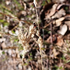 Dicranolaius bellulus at Cook, ACT - 10 Dec 2024 by CathB