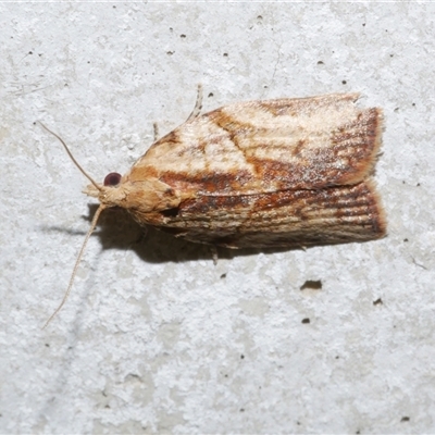 Epiphyas postvittana (Light Brown Apple Moth) at Freshwater Creek, VIC - 18 Apr 2020 by WendyEM