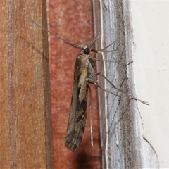 Hednota pedionoma (Pasture Webworm) at Freshwater Creek, VIC - 18 Apr 2020 by WendyEM