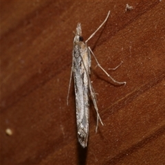 Hednota pedionoma at Freshwater Creek, VIC - 18 Apr 2020 12:17 AM