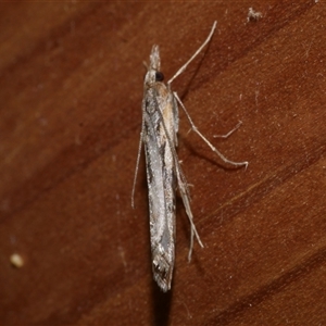 Hednota pedionoma at Freshwater Creek, VIC - 18 Apr 2020 12:17 AM