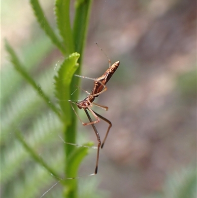 Argyrodes sp. (genus) at Cook, ACT - 11 Dec 2024 by CathB