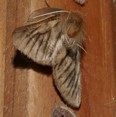 Pterolocera amplicornis (An Anthelid moth) at Freshwater Creek, VIC - 18 Apr 2020 by WendyEM