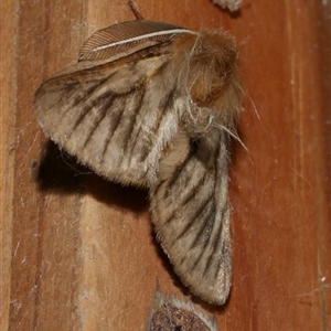 Pterolocera amplicornis at Freshwater Creek, VIC - 18 Apr 2020 12:04 AM