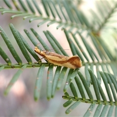 Thema psammoxantha (A concealer moth) at Cook, ACT - 11 Dec 2024 by CathB