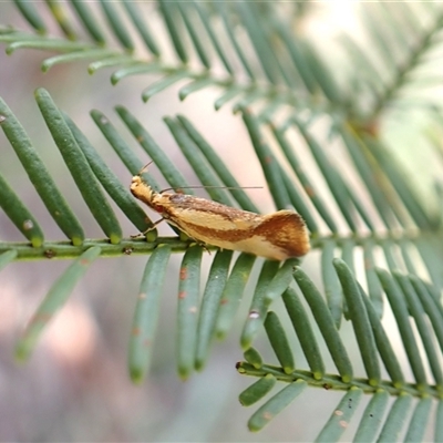 Thema psammoxantha (A concealer moth) at Cook, ACT - 11 Dec 2024 by CathB