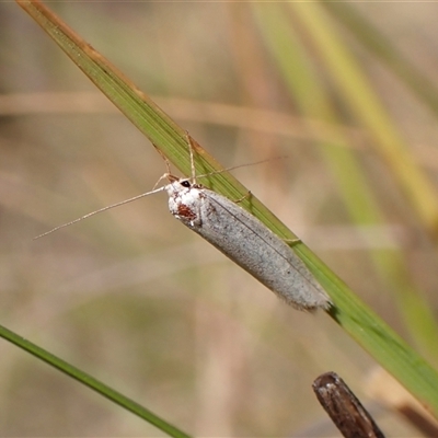 Zacorus carus at Cook, ACT - 11 Dec 2024 by CathB