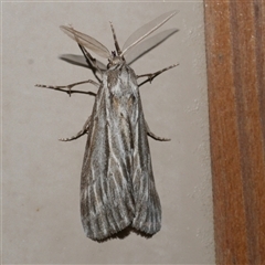 Ciampa arietaria (Brown Pasture Looper Moth) at Freshwater Creek, VIC - 17 Apr 2020 by WendyEM