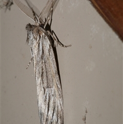 Ciampa arietaria at Freshwater Creek, VIC - 17 Apr 2020