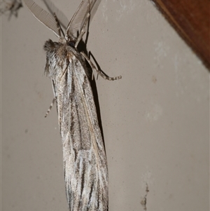 Ciampa arietaria at Freshwater Creek, VIC - 17 Apr 2020