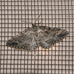 Aponotoreas dascia (Dascia Carpet) at Freshwater Creek, VIC - 18 Apr 2020 by WendyEM