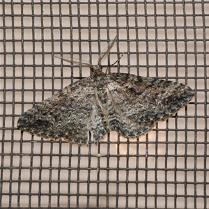 Aponotoreas dascia at Freshwater Creek, VIC - 18 Apr 2020 12:19 AM