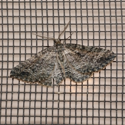 Aponotoreas dascia (Dascia Carpet) at Freshwater Creek, VIC - 17 Apr 2020 by WendyEM