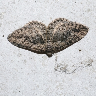 Aponotoreas dascia (Dascia Carpet) at Freshwater Creek, VIC - 17 Apr 2020 by WendyEM