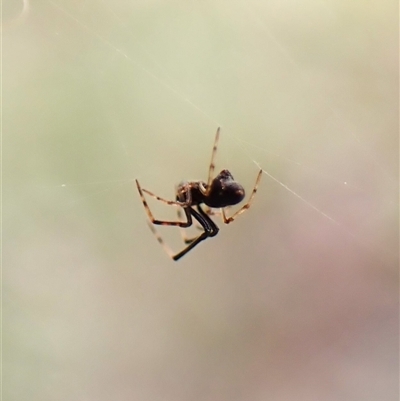 Argyrodes sp. (genus) at Cook, ACT - 11 Dec 2024 by CathB