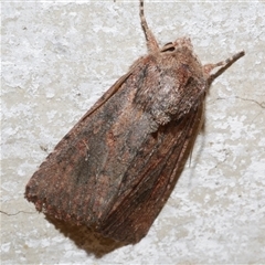 Dasygaster padockina (Tasmanian Cutworm) at Freshwater Creek, VIC - 17 Apr 2020 by WendyEM