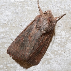 Dasygaster padockina at Freshwater Creek, VIC - 18 Apr 2020