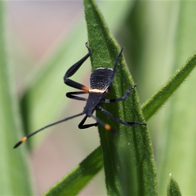 Unidentified True bug (Hemiptera, Heteroptera) at Lyons, ACT - 12 Dec 2024 by ran452