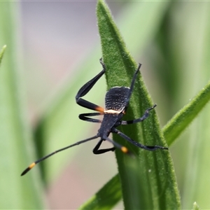 Mictis profana at Lyons, ACT - 12 Dec 2024 11:08 AM