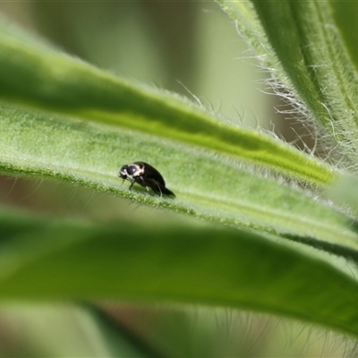 Mordella limbata (A pintail beetle) at Lyons, ACT - 12 Dec 2024 by ran452