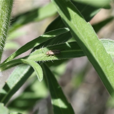 Nysius sp. (genus) (Seed bug) at Lyons, ACT - 12 Dec 2024 by ran452