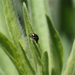 Mordella limbata (A pintail beetle) at Lyons, ACT - 12 Dec 2024 by ran452